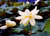 세미원~2 - 내 출사 걷기 사진 - 사랑과 정보 마당 세미원~2