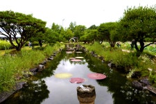 세미원~3 - 내 출사 걷기 사진 - 사랑과 정보 마당 세미원~3