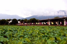 세미원~2 - 내 출사 걷기 사진 - 사랑과 정보 마당 세미원~2