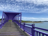 전남 신안 퍼플섬~ - §　회 원 ◇ 홍 보 방 - 여수.순천 배낭따라 산악회 전남 신안 퍼플섬~