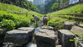 6/22(일)영덕천 맑은하천 만들기- 15명 - 외부지원수업 - 길토래비자연학교*^^* 6/22(일)영덕천 맑은하천 만들기- 15명