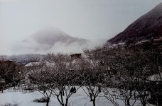 달곰한세상 | [고양이 눈]봄 기다리는 나무(동아일보) / [빛명상] 빛(VIIT)의 터 차나무랑 / 눈 내리는 날 힐링의 빛(VIIT)향음 - 빛명상세상돋보기 - 사단법인...