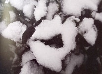 달곰한세상 | [달곰한 우리말] 첫눈 오는 날(한국일보) / [빛명상] 희망의 눈덩이 / 눈 내리는 날 힐링의 빛향음 / 행복 쌀가루가 쌓이는 밤 - 빛명상세상돋보기...