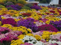 국화2 - ‥‥향기 ♡ 카페 앨범 - 향기있는 좋은글 향기있는 좋은글