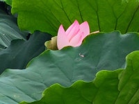 연꽃 23 - ‥‥향기 ♡ 카페 앨범 - 향기있는 좋은글 향기있는 좋은글