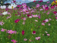 코스모스 36 - ‥‥사진 ♡ 작가방 - 향기있는 좋은글 코스모스 36