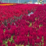 촛불 맨드라미15 - ‥‥향기 ♡ 카페 앨범 - 향기있는 좋은글 향기있는 좋은글