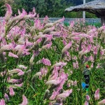 여우꼬리 맨드라미11 - ‥‥향기 ♡ 카페 앨범 - 향기있는 좋은글 향기있는 좋은글