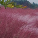 핑크뮬리14 - ‥‥향기 ♡ 카페 앨범 - 향기있는 좋은글 향기있는 좋은글