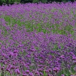 버들마편초19 - ‥‥향기 ♡ 카페 앨범 - 향기있는 좋은글 향기있는 좋은글