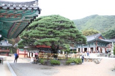 밀양표충사~포항보경사를 다녀왔습니다... - 카페앨범 - 담비dambi-mountains 밀양표충사~포항보경사를 다녀왔습니다...