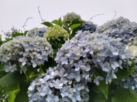 한라생태숲 분수국1 - 수국동영상 - 제주큰동산 한라생태숲 분수국1