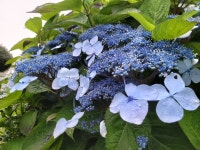 영주산수국 - 수국동영상 - 제주큰동산 영주산수국