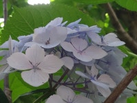 영주산 분수국 - 제주분수국 - 제주큰동산 영주산 분수국