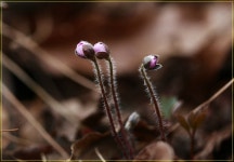 ♣3/12(일)풍도 바람꽃 야생화 보물섬 - 출발9/10(일)내장산+백암산 2산... (스탬프) - 다음매일 산악회 ♣3/12(일)풍도 바람꽃 야생화 보물섬