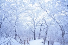 소백산 설경 산행 (2025. 12. 14) - 　　　…☺산행사진+후기。 - 다음매일 산악회 소백산 설경 산행 (2025. 12. 14)