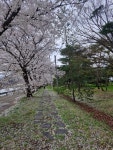 백운정 벗꽃 - 회원들의 예쁜 앨범 - 산사랑, 안동산악회 백운정 벗꽃