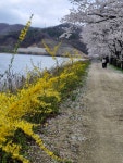 백운정 벗꽃 - 회원들의 예쁜 앨범 - 산사랑, 안동산악회 백운정 벗꽃