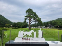 말티재, 정이품송 - 회원들의 예쁜 앨범 - 산사랑, 안동산악회 말티재, 정이품송