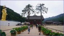 속리산말티재,꼬부랑길#2 - 정기 산행 앨범 - 산사랑, 안동산악회 속리산말티재,꼬부랑길#2