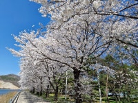 백운정 벗꽃 - 회원들의 예쁜 앨범 - 산사랑, 안동산악회 백운정 벗꽃