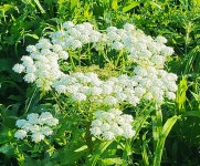 노고단 - 구례 삼정사스님 산사의 편지 - 아미타불과 함께하는 마음의 고향 무주선원 노고단