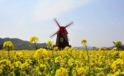4월18일 창녕 낙동강 남지 개비리길~~100만여㎡에 노란 유채꽃 튤립 청보리꽃이 넘실거리는 봄축제장 - ―1.3주 둘레길.명섬... 