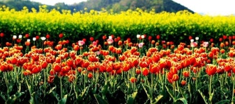 4월18일 창녕 낙동강 남지 개비리길~~100만여㎡에 노란 유채꽃 튤립 청보리꽃이 넘실거리는 봄축제장 - ―1.3주 둘레길.명섬... 