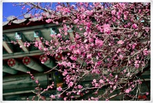 통도사 자장매화 개화 실시간보기(26.2.6) - ♣야생화 정보방&갤러리 - 인천정다운산악회 통도사 자장매화 개화 실시간보기(26.2.6)