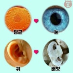 챙겨먹으면 좋은 우리몸과 일치하는 식품 - ♣ ㅡㅡ자유 게시판♣ - 감자바우 산약초 챙겨먹으면 좋은 우리몸과 일치하는 식품