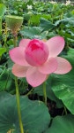 하루지기에 경포연꽃 나들이 - 펜션 하루 소개사진 - 펜션 하루 (구 : 바다정원 민박) 하루지기에 경포연꽃 나들이