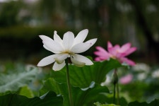 궁남지 연꽃-4 - 사진 - 벧엘한의원 벧엘한의원