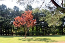 제135차/경기/가평/남이섬(2024.6.13) - 정기트레킹후기 - *산본여행스케치(트레킹)* *산본여행스케치(트레킹)*