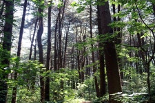 제135차/경기/가평/잣향기푸른숲(2024.6.13) - 정기트레킹후기 - *산본여행스케치(트레킹)* *산본여행스케치(트레킹)*