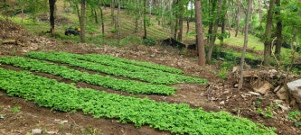 산양산삼 농장풍경들 - ─‥‥‥산양삼 농장 - 산앤들약초 산양산삼 농장풍경들