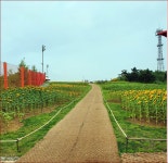 2025.9.2(화)평창/횡성 태기산 + 봉평 메밀꽃 축제 - 정기산행 안내 및 접수 - 그랜드 화요 산악회 2025.9.2(화)평창/횡성 태기산 + 봉평 메밀꽃... 