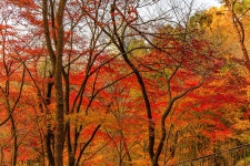 옥산자동차공업사주 | 새로운 남산 하늘숲길 - 풍경 사진방 - 옥수산장철학관 사주역학강의 새로운 남산 하늘숲길