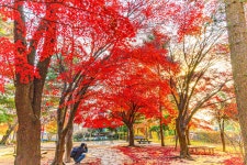 옥산자동차공업사주 | 새로운 남산 하늘숲길 - 풍경 사진방 - 옥수산장철학관 사주역학강의 새로운 남산 하늘숲길