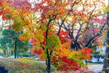 옥산자동차공업사주 | 새로운 남산 하늘숲길 - 풍경 사진방 - 옥수산장철학관 사주역학강의 새로운 남산 하늘숲길