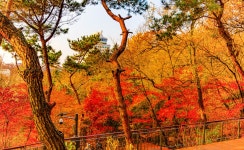 옥산자동차공업사주 | 새로운 남산 하늘숲길 - 풍경 사진방 - 옥수산장철학관 사주역학강의 새로운 남산 하늘숲길
