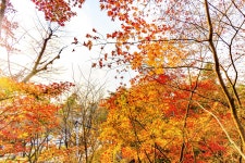 옥산자동차공업사주 | 새로운 남산 하늘숲길 - 풍경 사진방 - 옥수산장철학관 사주역학강의 새로운 남산 하늘숲길