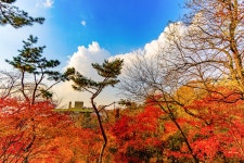 옥산자동차공업사주 | 새로운 남산 하늘숲길 - 풍경 사진방 - 옥수산장철학관 사주역학강의 새로운 남산 하늘숲길