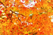 옥산자동차공업사주 | 새로운 남산 하늘숲길 - 풍경 사진방 - 옥수산장철학관 사주역학강의 새로운 남산 하늘숲길