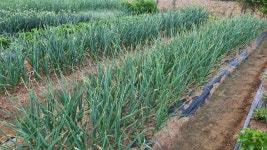 2023년도 홍산마늘 50접 - 주말농장 - 歸田園居 2023년도 홍산마늘 50접