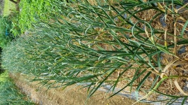 홍산마늘 주아 채취하려고 - 주말농장 - 歸田園居 홍산마늘 주아 채취하려고