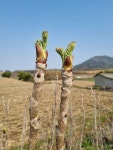 농산물모아farm청과 | 몸에좋은 농산물 보시고 맘에드시면 주문주세요 ^^* - 역학장터 - 역학동 몸에좋은 농산물 보시고 맘에드시면 주문주세요 ^^*