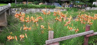 2022년 7월23일(토) 경기둘레길 숲길구간 14-15코스(포천) - 　 ┗▶후기(여행) - 발견이의 도보여행 2022년 7월23일(토) 경기둘레길... 