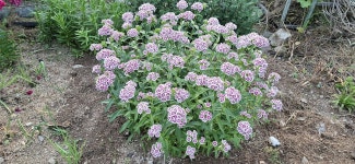 2025년 5월 31일(토) 경기둘레길 13코스(내산리 삼보쉼터-중 3리.심재) - 　 ┗▶후기(휴일) - 발견이의 도보여행 2025년 5월 31일(토)... 