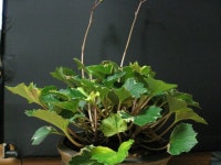 머위(머우)의 효능과 효과 - ├ 약초의 효능 - 효사모(자연산약초와 발효효소를 배우는 사람들) 머위(머우)의 효능과 효과