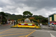 월출산 국화축제, 마산 가고파 국화축제 - 일반여행,풍경,꽃 사진 - 안전산행즐거운산행 월출산 국화축제, 마산 가고파 국화축제